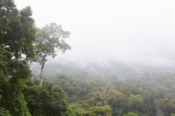 Obraz premium misty morning in the forest at Khao Yai National Park 