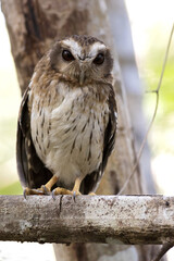 Cubaanse Schreeuwuil, Bare-legged Owl, Margarobyas lawrencii