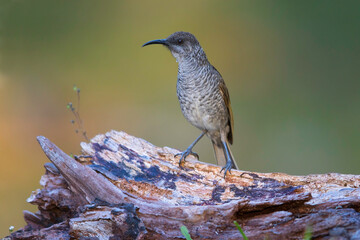 Barred Honeyeater, Gliciphila undulata