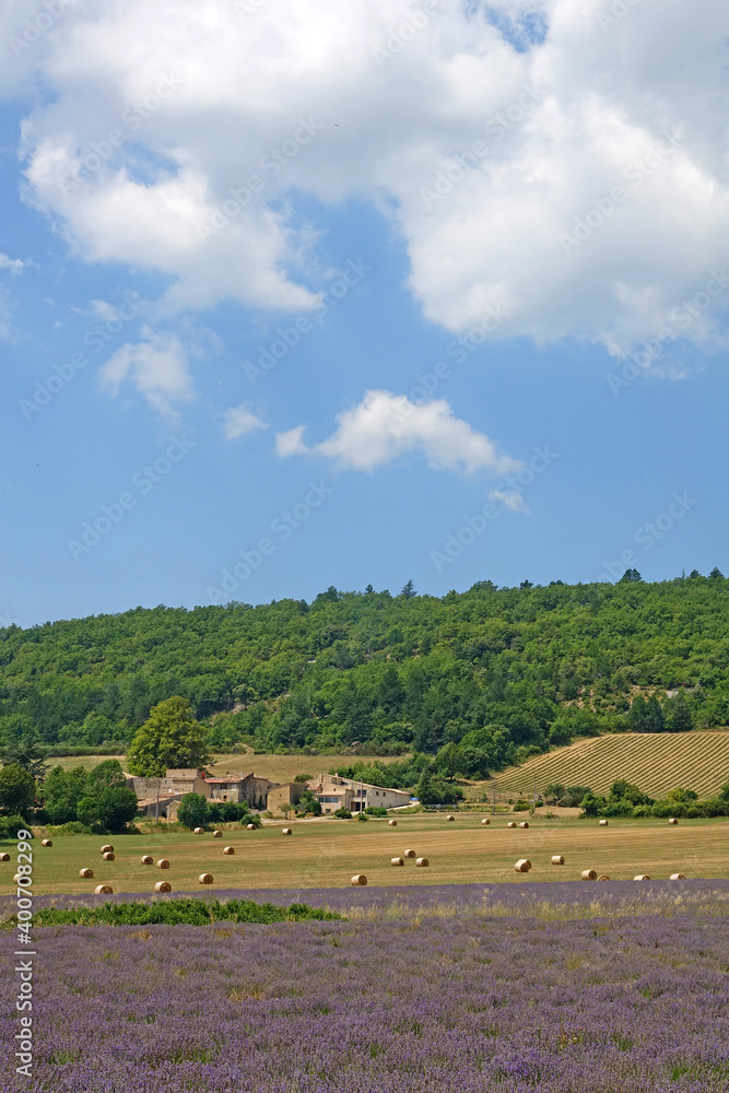 Poster lavendelfeld auf dem plateau de sault in der provence