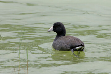Amerikaanse Meerkoet, American Coot, Fulica americana