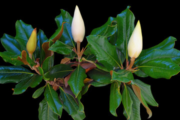 Branch of magnolia tree (Southern Magnolia, Magnolia grandiflora ) with green leaves and three white buds. Isolated on black