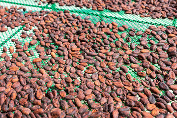Organic cocoa beans sun-drying on a farm