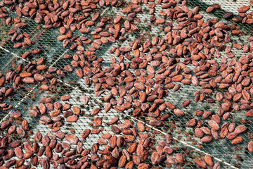 Organic cocoa beans sun-drying on a farm