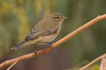 Luì piccolo; Chiffachaff; Phylloscopus collybita