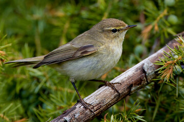 Tjiftjaf, Common Chiffchaff, Phylloscopus collybita