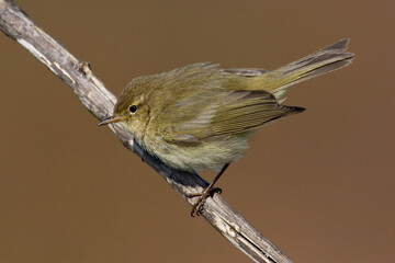 Tjiftjaf, Common Chiffchaff, Phylloscopus collybita