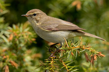Tjiftjaf, Common Chiffchaff, Phylloscopus collybita