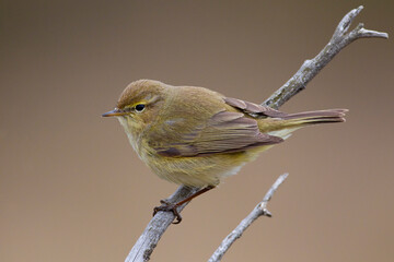 Tjiftjaf, Common Chiffchaff, Common Chiffchaff
