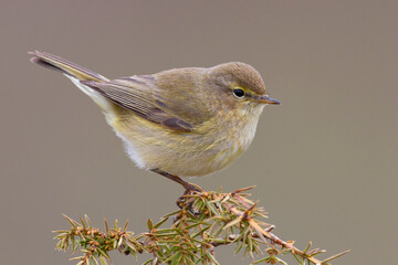 Tjiftjaf, Common Chiffchaff, Common Chiffchaff