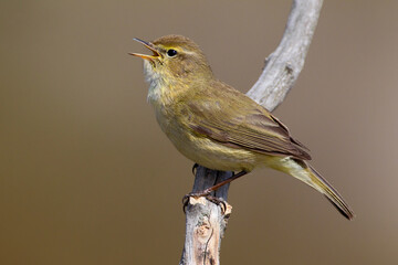 Tjiftjaf, Common Chiffchaff, Common Chiffchaff