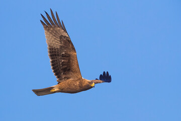 Dwergarend, Booted Eagle, Hieraaetus pennatus