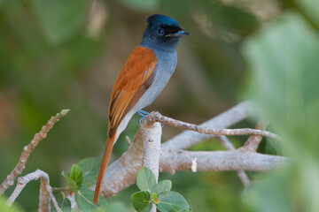 Afrikaanse Paradijsmonarch, African Paradise Flycatcher, Terpsiphone viridis