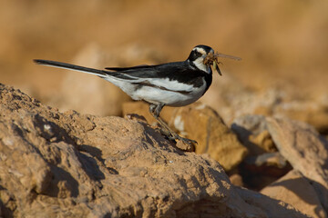 Afrikaanse Bonte Kwikstaart, African Pied Wagtail, Motacilla aguimp