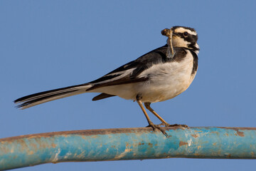 Afrikaanse Bonte Kwikstaart, African Pied Wagtail, Motacilla aguimp