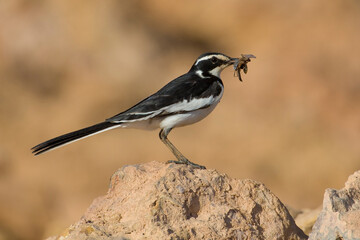 Afrikaanse Bonte Kwikstaart, African Pied Wagtail, Motacilla aguimp