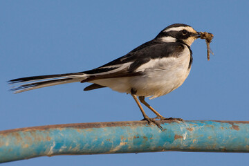 Afrikaanse Bonte Kwikstaart, African Pied Wagtail, Motacilla aguimp