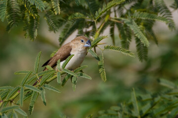 Zilverbekje, African Silverbill, Lonchura cantans