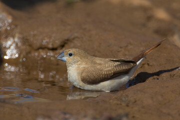 Zilverbekje, African Silverbill, Lonchura cantans