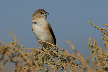 Zilverbekje, African Silverbill, Lonchura cantans