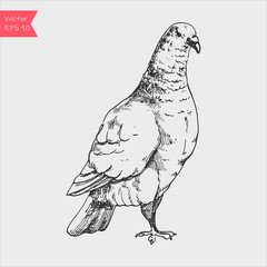 Hand drawn dove isolated on white background. Black and white image.