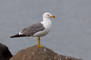 Armeense Meeuw, Armenian Gull, Larus armenicus