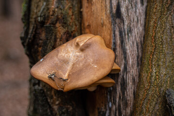 Hypsizygus edible mushroom healthy fungus in nature growing on tree