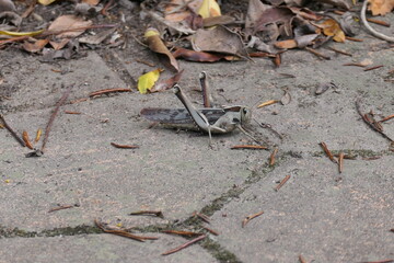 Acanthacris ruficornis ist eine sehr große Feldheuschrecke (Acrididae), die weit verbreitet in Afrika ist. Hier in George, Südafrika.