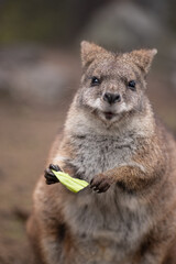 葉っぱを食べるワラビー