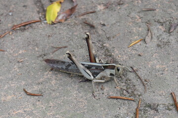 Acanthacris ruficornis ist eine sehr große Feldheuschrecke (Acrididae), die weit verbreitet in Afrika ist. Hier in George, Südafrika.