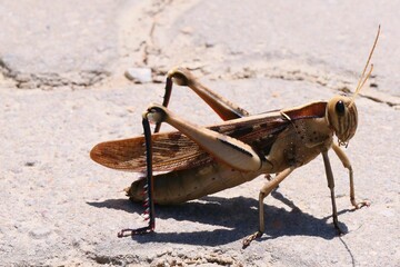 Acanthacris ruficornis ist eine sehr große Feldheuschrecke (Acrididae), die weit verbreitet in Afrika ist. Hier in George, Südafrika.