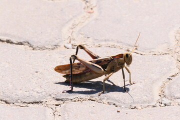 Acanthacris ruficornis ist eine sehr große Feldheuschrecke (Acrididae), die weit verbreitet in Afrika ist. Hier in George, Südafrika.