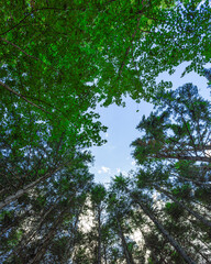 Bottom view of tall old trees in forest of Sila National Park. Blue sky in the background. Calabria, Italy