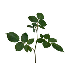 Fototapeta na wymiar Green rose leaves isolated on white background