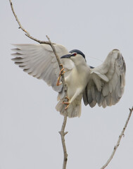 Black-crowned Night Heron, Kwak, Nycticorax nycticorax