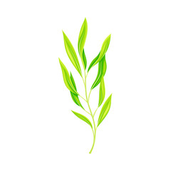 Green Grass Stalk as Wildflower Specie or Herbaceous Flowering Plant Vector Illustration