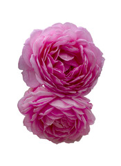 beautiful bouquet of pink roses isolated on a black background.