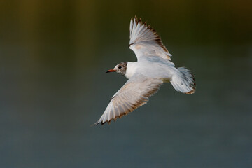Kokmeeuw, Black-headed Gull, Chroicocephalus ridibundus