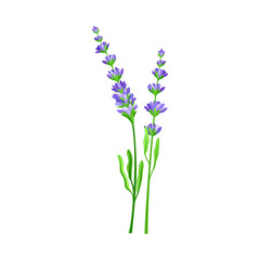 Lavender with Small Florets as Wildflower Specie or Herbaceous Flowering Plant Vector Illustration