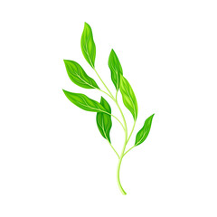 Fototapeta premium Grass Floral Branch as Wildflower Specie or Herbaceous Flowering Plant Vector Illustration