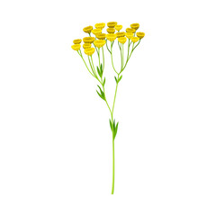 Naklejka na ściany i meble Tansy with Yellow Flowers as Wildflower Specie Vector Illustration