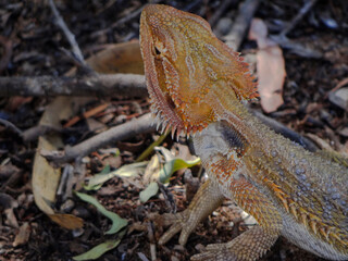 close up of a bearded dragon