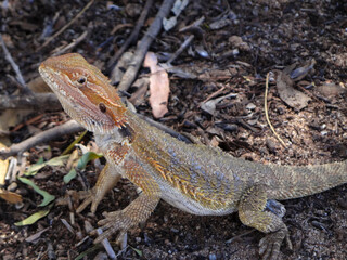 close up of a bearded dragon
