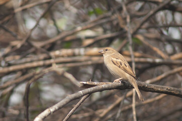 Female house sparrow Passer domesticus. Old Delhi. Delhi. India.