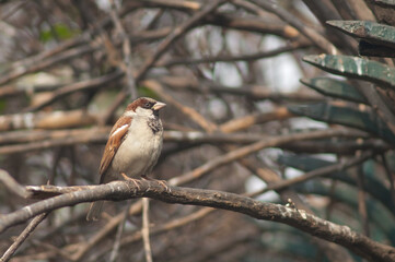 Male house sparrow Passer domesticus. Old Delhi. Delhi. India.