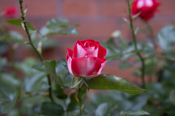 pink rose in garden