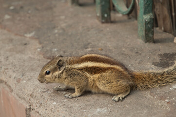 Obraz premium Indian palm squirrel Funambulus palmarum. Old Delhi. Delhi. India.