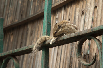 Indian palm squirrel Funambulus palmarum grooming. Old Delhi. Delhi. India.