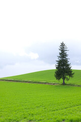 北海道美瑛のクリスマスツリーの木