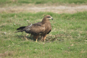 Black kite Milvus migrans on a meadow. Old Delhi. Delhi. India.